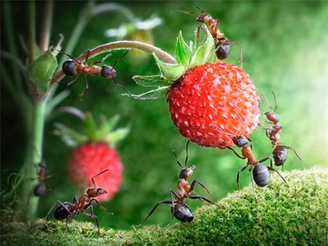 К чему снятся муравьи кусают