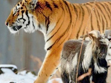 Тигр и Коза, совместимость — Гороскопы, сoвместимость знаков, любовь и отношения