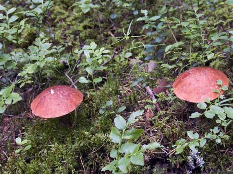 Pine boletus - a mushroom growing among pines