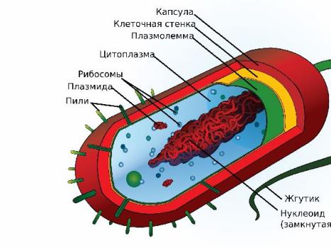 Struktura e baktereve Cili është analog i bërthamës në qelizat bakteriale